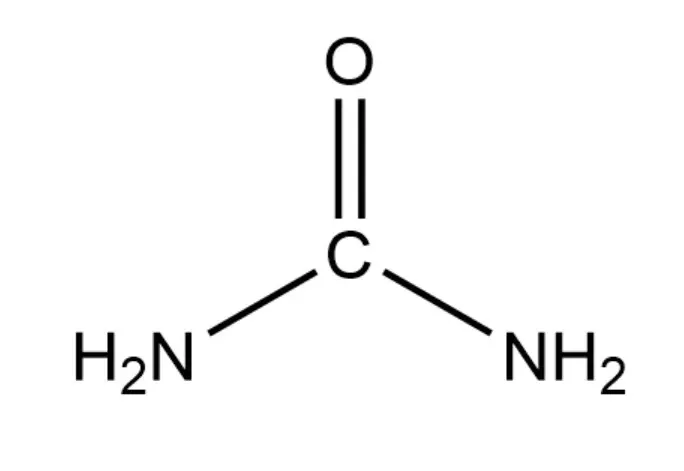 Chemical Structure Of Urea