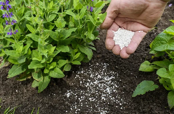 inorganic fertilizer