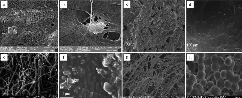 Morphology of carbon-based nanomaterials and their modified UF